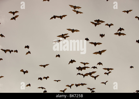 Le volpi volanti o flying fox oltre Cairns nel Queensland, in Australia. Foto Stock