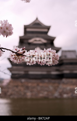 Il Castello Matsumoto in primavera con un ramo della fioritura ciliegi (Sakura) in primo piano, Matsumoto, Giappone Foto Stock