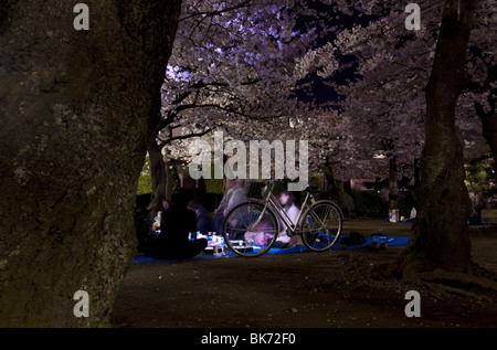 Un gruppo di aziende giapponesi gli uomini e le donne godono di un hanami festa di notte sotto la fioritura dei ciliegi, Matsumoto, Giappone Foto Stock