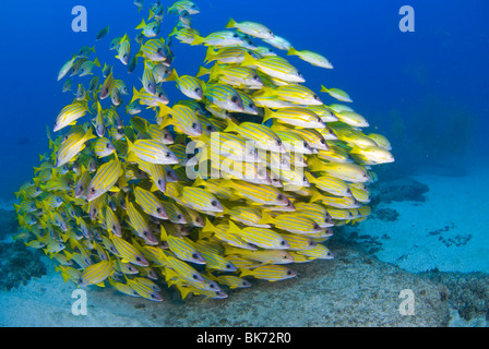 Scuola di francese grugniti, Sud Africa Foto Stock