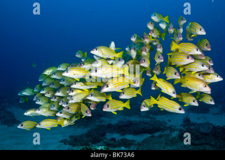 Scuola di francese giallo grugniti, Sud Africa Foto Stock