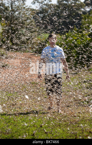 Le cavallette in numeri di peste sciame attorno ad un uomo che cammina attraverso il suo giardino, Mildura, Australia Foto Stock