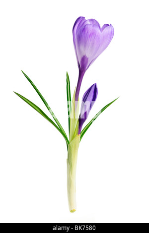 Molla viola fiore Crocus isolati su sfondo bianco Foto Stock