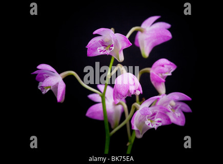 Close-up di un Dendrobium orchid flower Foto Stock