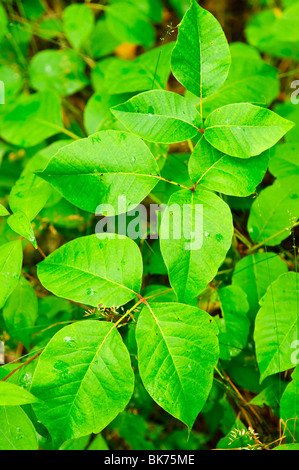 Poison Ivy piante che crescono nella foresta - comune pianta velenosa in America del Nord Foto Stock