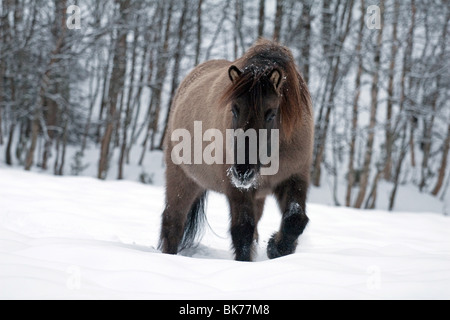 Cavallo islandese Foto Stock