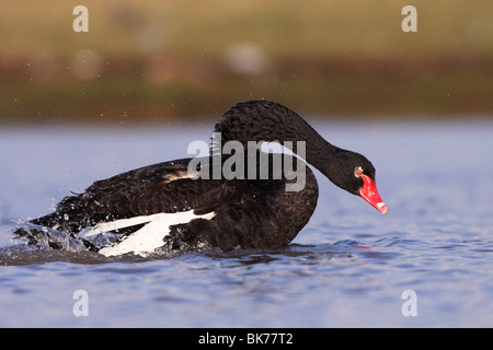 Black Swan Foto Stock