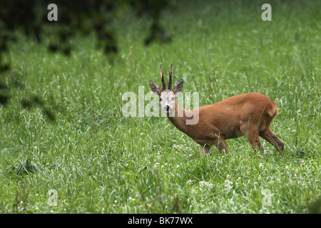 capriolo Foto Stock