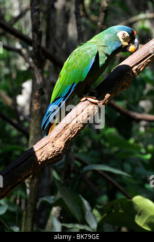 Blu-winged Macaw, Primolius maracana, Parque das Aves, di Foz do Iguaçu, Parana, Brasile Foto Stock