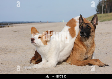 Malinois e mongrel Foto Stock