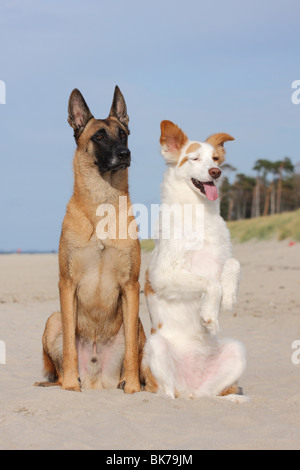 Malinois e mongrel Foto Stock