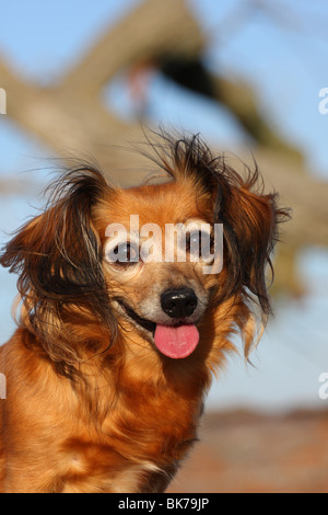 Dackel-Chihuahua-Mix Foto Stock