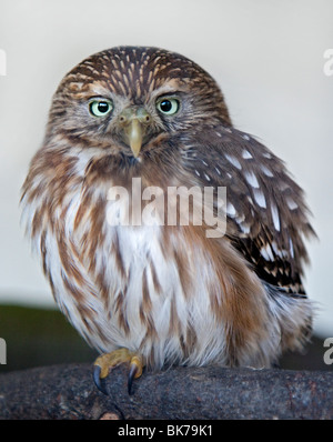 Pygmy-Owl ferruginosa (glaucidium brasilianum) Foto Stock