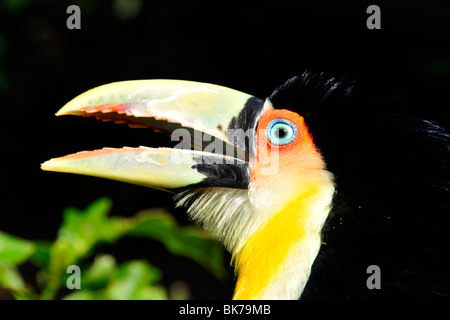 Petto rosso o verde-fatturati toucan, Ramphastos dicolorus, di Foz do Iguaçu, Parana, Brasile Foto Stock