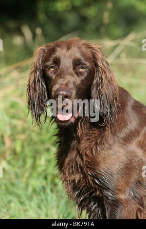 Tedesco puntatore Longhaired Foto Stock