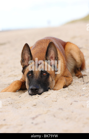 Malinois bugiardo Foto Stock