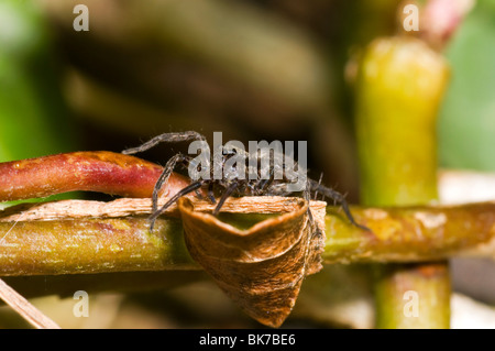 Un lupo spider Pardosa Amentata, in un giardino nel Regno Unito Foto Stock