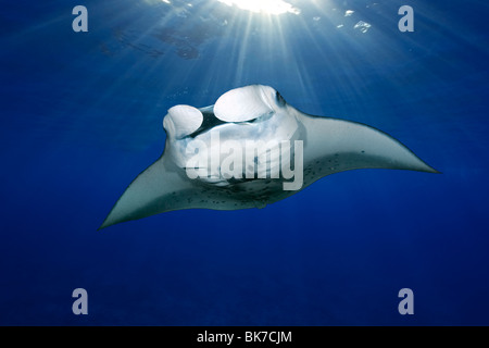 Manta ray, Manta birostris, nuoto con raggi solari, Kailua-Kona, Big Island delle Hawaii, Foto Stock