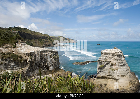 Auckland, costa con gannett rocce di Muriwai Beach Foto Stock