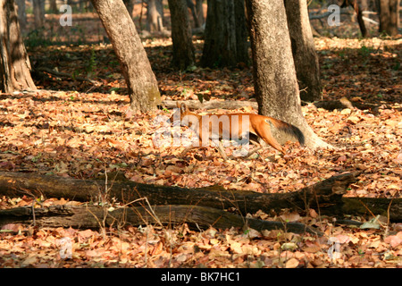 Indiano cane selvatico o dhole (cuon alpinus) la caccia nel Parco Nazionale di Kanha, Madhya Pradesh, India Foto Stock