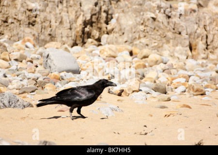 Raven, Corvus corax, su di una spiaggia di sabbia Foto Stock