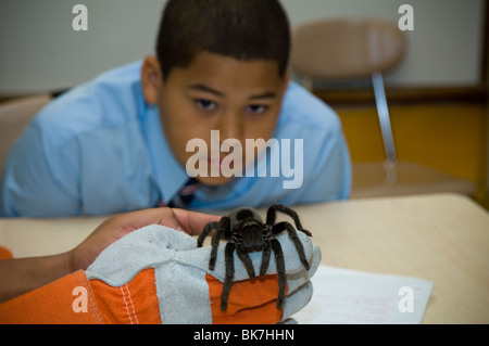 Settimo grado gli studenti imparano a conoscere la tarantola in una classe di invertebrati di circa Foto Stock