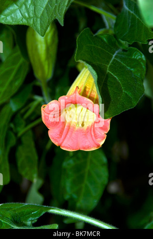 Vista ingrandita del rosso angeli tromba al [Brugmansia Sanguina] a Dundee Giardini Botanici Foto Stock