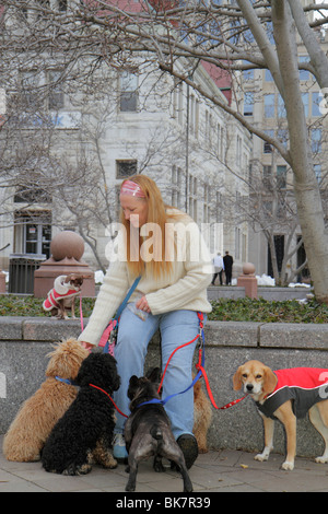 Washington DC Washingto, D.C., 7th strada nord-ovest, adulti donna donne donne donna donna donna donna donna donna donna donna, animale, cane cani Walker, lavoro, lavoro, server dipendenti Foto Stock