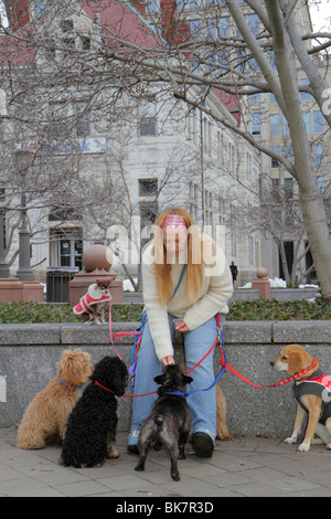 Washington DC Washingto, D.C., 7th strada nord-ovest, adulti donna donne donne donna donna donna donna donna donna donna donna, animale, cane cani Walker, lavoro, lavoro, server dipendenti Foto Stock