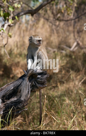 Un giovane Vervet Monkey (Cercopithecus aethiops) - Okavango Delta in Botswana Foto Stock