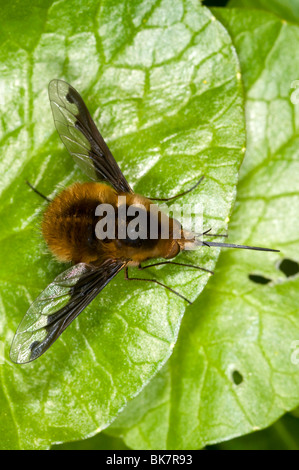 Grandi bee-fly (Bombylius major) a riposo sulla foglia, dal di sopra Foto Stock