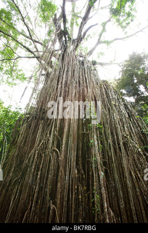 La Cattedrale di Fig Tree, un massiccio verde Fig Tree (Ficus virens) nella foresta pluviale di Daintree sull'altopiano di Atherton Foto Stock