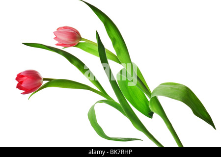 Pink tulip isolato su uno sfondo bianco Foto Stock