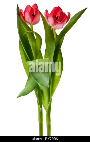 Pink tulip isolato su uno sfondo bianco Foto Stock