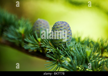 Pigna e albero sempreverde sfondo Foto Stock