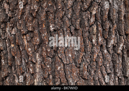 Il vecchio comune di ontano nero di corteccia di albero Alnus glutinosa Foto Stock