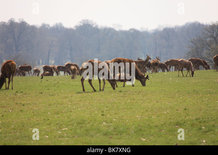 Rosso e daini a Londra il parco di Richmond in un pomeriggio di primavera Foto Stock