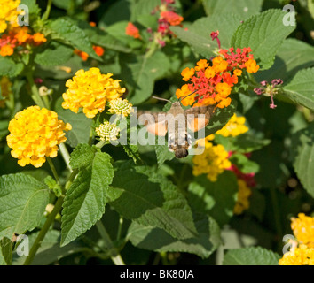 Ronzio uccello hawk moth su lantana fiori in Toscana Italia Foto Stock