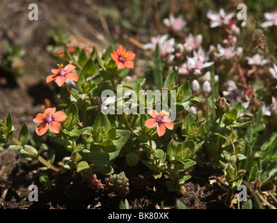 Fiori selvatici che crescono su le cime della scogliera a St Davids in Pembrokeshire, Wales, Regno Unito Foto Stock