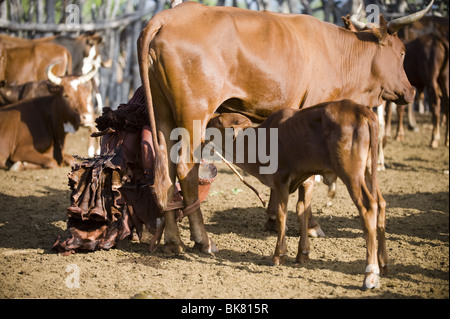 Giovane donna Himba la mungitura del bestiame in Kaokoland, Namibia Foto Stock