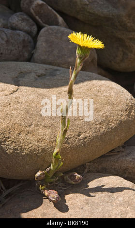 Colts-piede fiore (Tussilago farfara) cresce in rocky river letto sotto Wainwath cade nel Swaledale superiore, REGNO UNITO Foto Stock