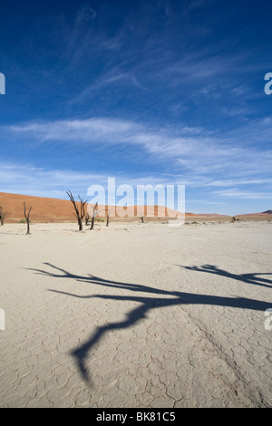 Ombra di tree, Dead Vlei, Sossusvlei, Namib Desert, Namibia Foto Stock