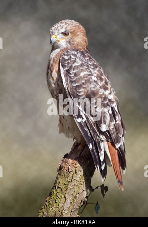 Red-Tailed Hawk (Buteo jamaicensis) Foto Stock