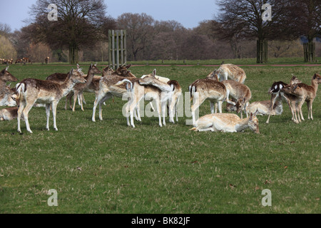 Rosso e daini a Londra il parco di Richmond in un pomeriggio di primavera Foto Stock