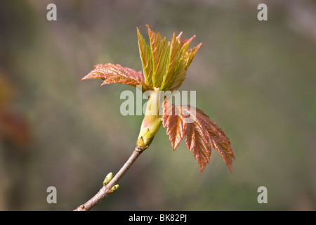 Sycamore tree bud bursting into new leaf Foto Stock