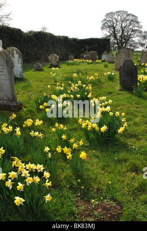 Giunchiglie in Santa Maria Vergine sagrato, Ayston, Rutland, England, Regno Unito Foto Stock