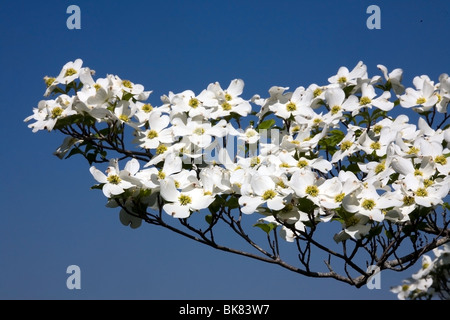 Blooming sanguinello tree Foto Stock