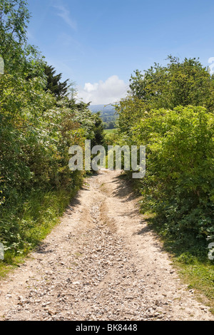 Bridleway attraverso il North Downs modo vicino a Newlands Corner, Surrey, England, Regno Unito Foto Stock