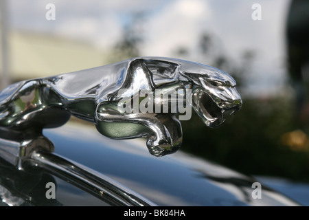 Saltando chrome Jaguar mascotte (cappa ornamento) sul cofano di una Jaguar Foto Stock