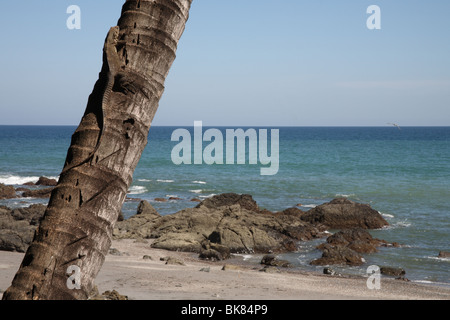 Iguana rilassante in un albero di palme sulla spiaggia di Montezuma, Costa Rica. Foto Stock